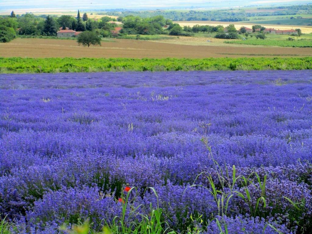 Lavender Lodge Rupkite 外观 照片